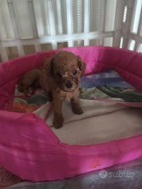 Barboncino mini mini