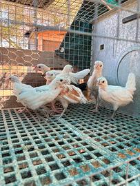 Galline nane