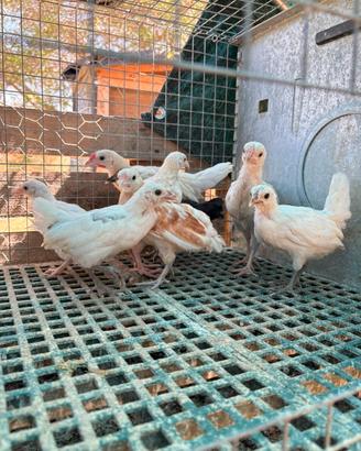 Galline nane