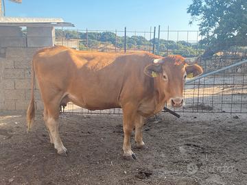 Manzo