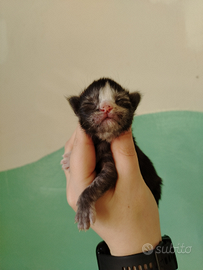 Maine coon con pedigree