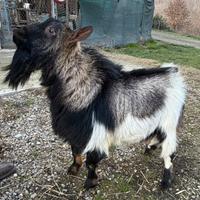 Capra tibetana