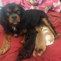 Cavalier King