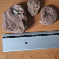 Fossili di conchiglie (3)