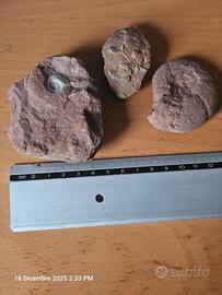 Fossili di conchiglie (3)