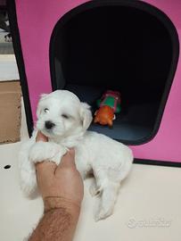 Cuccioli di maltese mini