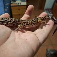Geco leopardino sub adulto maschio