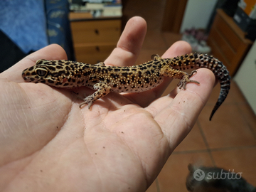 Geco leopardino sub adulto maschio