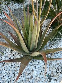 piante Aloe Vera