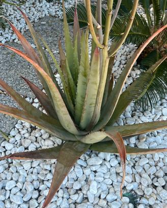 piante Aloe Vera