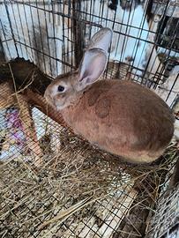 Coniglio