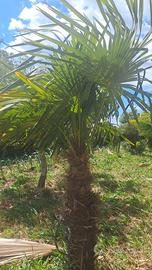 Piante chamaerops