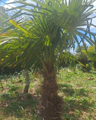Piante chamaerops