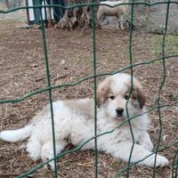 Cuccioli di montagna dei Pirenei 60 gg
