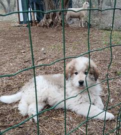 Cuccioli di montagna dei Pirenei 60 gg