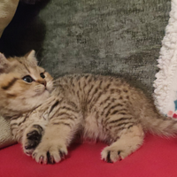 Cucciola di British Shorthair