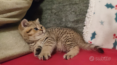 Cucciola di British Shorthair