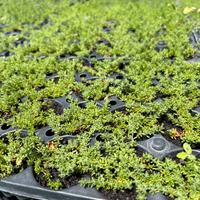 Piante di FRANKENIA LAEVIS