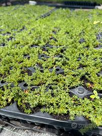 Piante di FRANKENIA LAEVIS