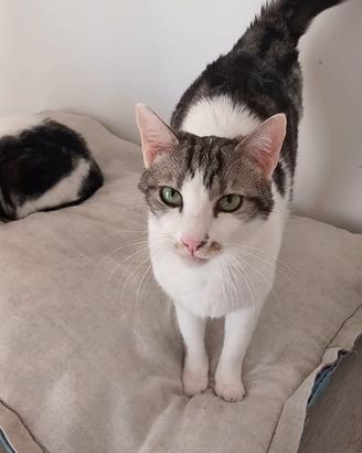 MIELE, affettuoso micio in adozione