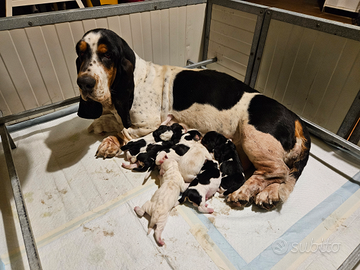 Cuccioli bassethound basset hound