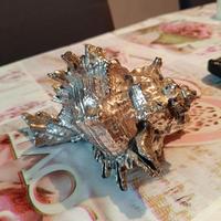 conchiglia marina murex grande