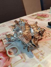 conchiglia marina murex grande