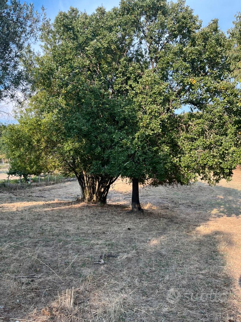 Vendita Terreno - Formello (RM) - Vista 2