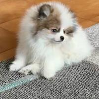 Spitz Pomerania cuccioli
