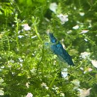 Caridine Blu Dream