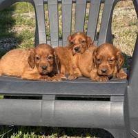 CUCCIOLO DISPONIBILE SETTER IRLANDESI pedigree