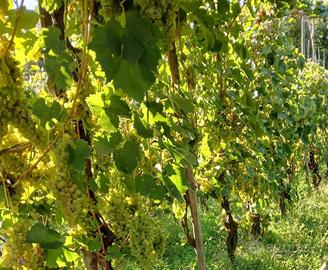 UVA da vino dei campi flegrei