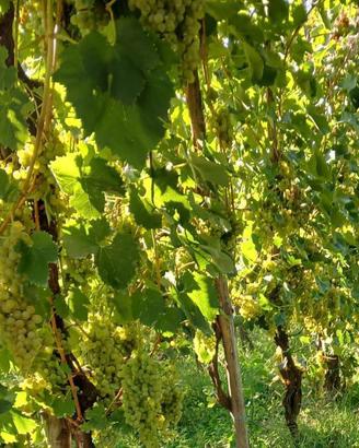 UVA da vino dei campi flegrei