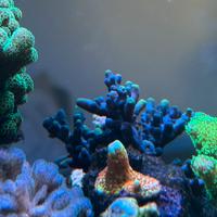 Talea di Acropora