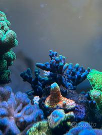 Talea di Acropora