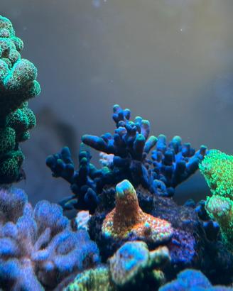 Talea di Acropora