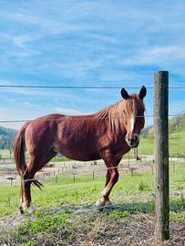 Cavalla roana 6 anni