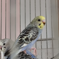 Cocoriti portatori di rainbow