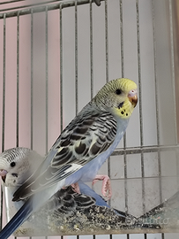 Cocoriti portatori di rainbow