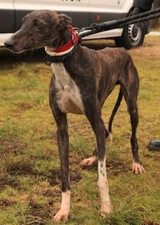 WILSON giovane Galgo