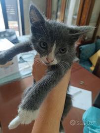 Gatta cucciola di 2 mesi
