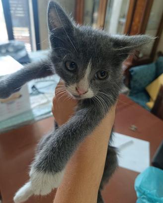 Gatta cucciola di 2 mesi