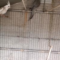 Calopsite per riproduzione