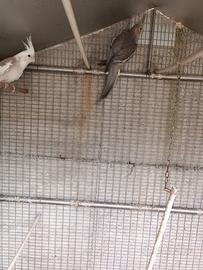 Calopsite per riproduzione