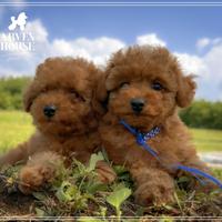 Disponibili cuccioli di barboncino toy e mini