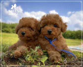 Disponibili cuccioli di barboncino toy e mini