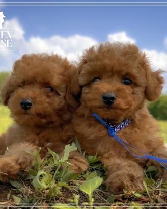 Disponibili cuccioli di barboncino toy e mini