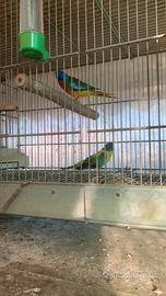 Parrocchetto spendidi