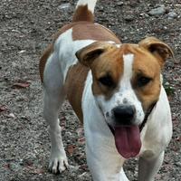 Amstaff