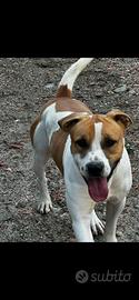 Amstaff
